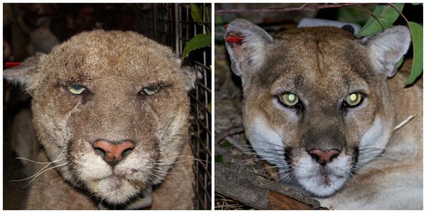 Celebrity Cougar P-22 Had Mange, Ringworm, Heart Disease, a Broken Face, and Other Ailments