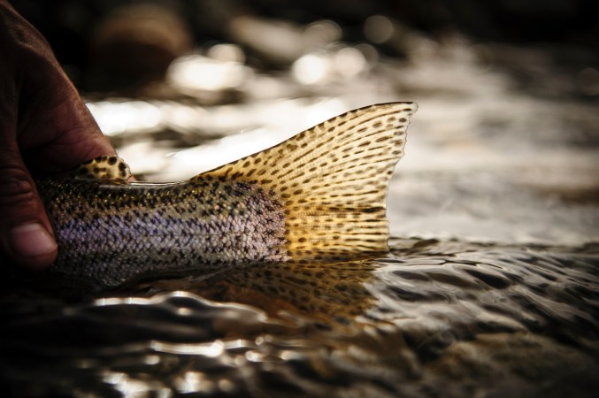 Muchas Truchas: Fishing for Giant Trout in the Andes