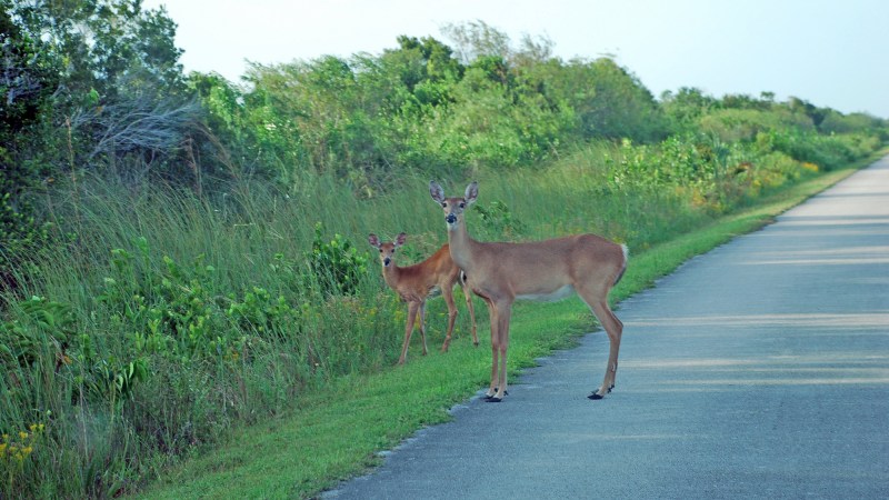 Florida Records Its First Case of Chronic Wasting Disease