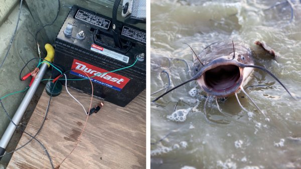 Louisiana Poachers Caught Electrocuting Catfish with a Car Battery