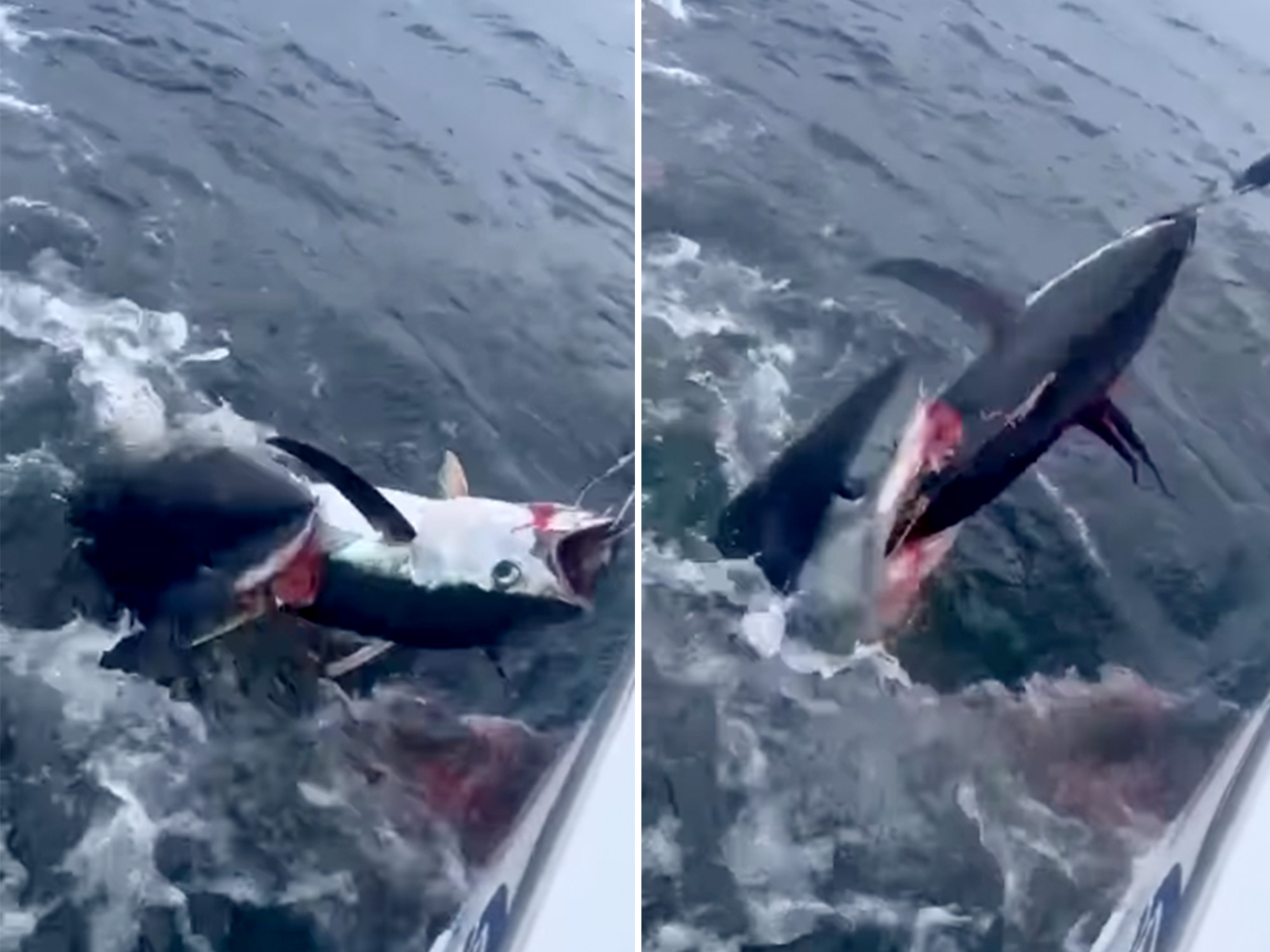 Video: Mako Shark Chomps a Hooked Tuna in Half