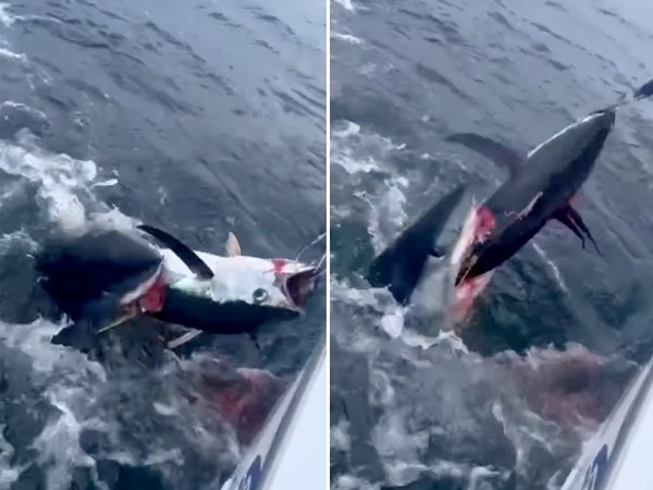 Watch a Mako Shark Chomp a Hooked Tuna in Half
