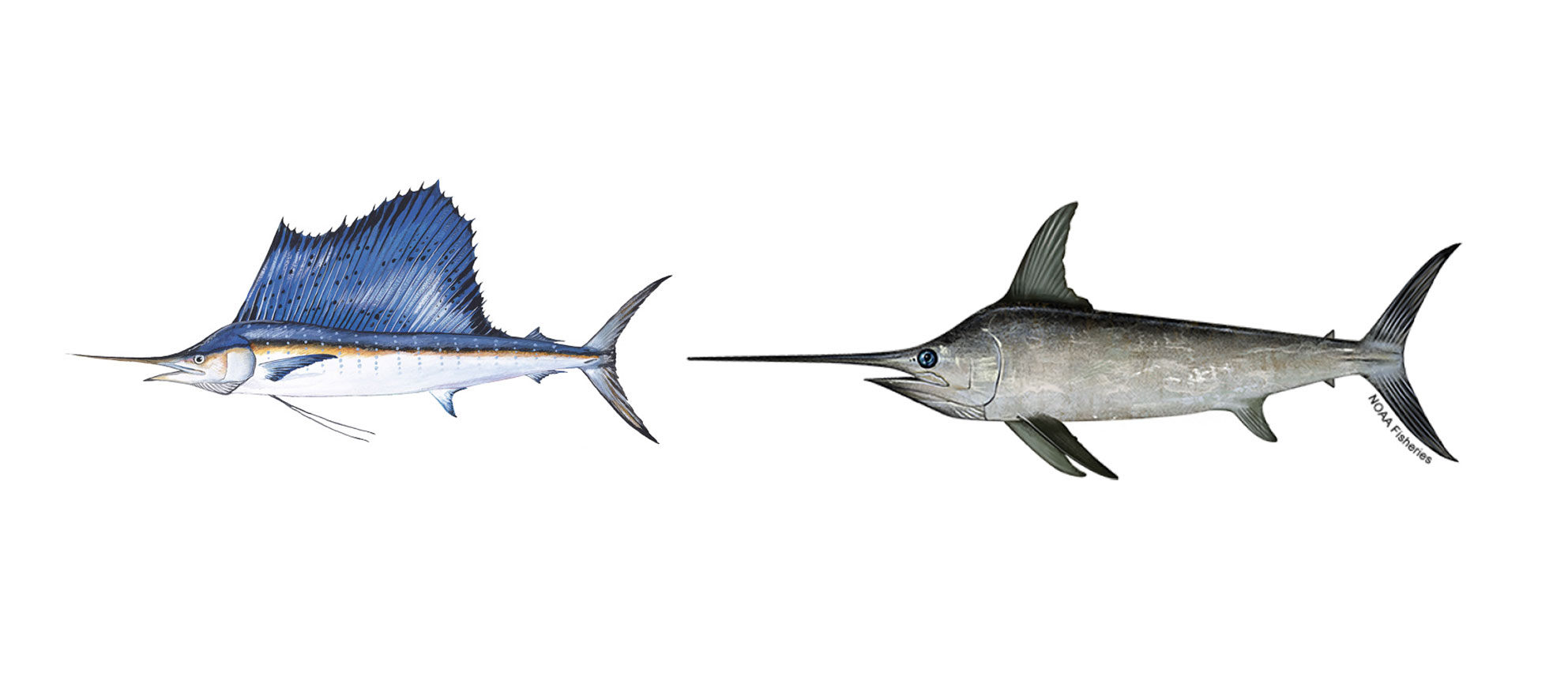 sailfish vs swordfish