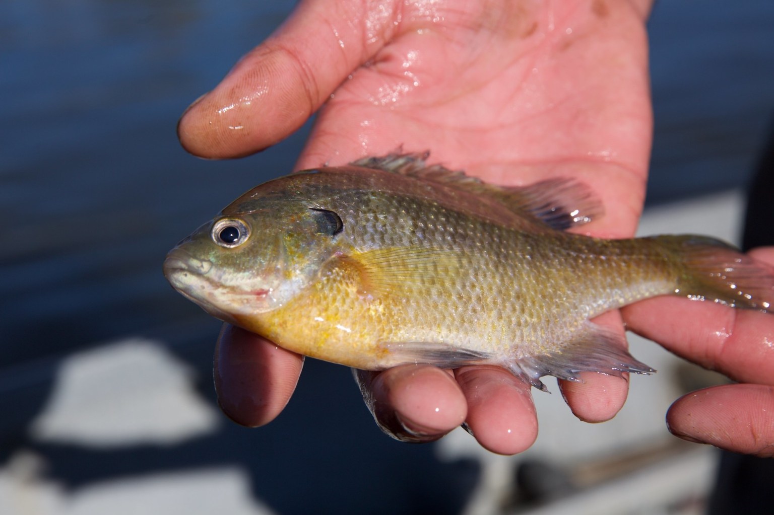 You’re Probably Using the Wrong Live Bait — Try These Instead You’re Probably Using the Wrong Live Bait — Try These Instead