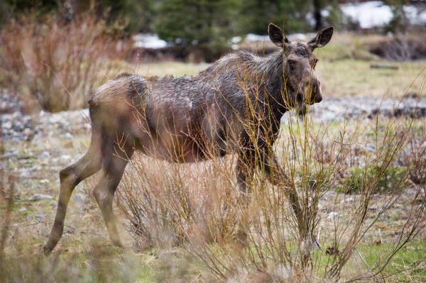Colorado Man Attacked by Cow Moose Fired His Gun to Scare Her Away