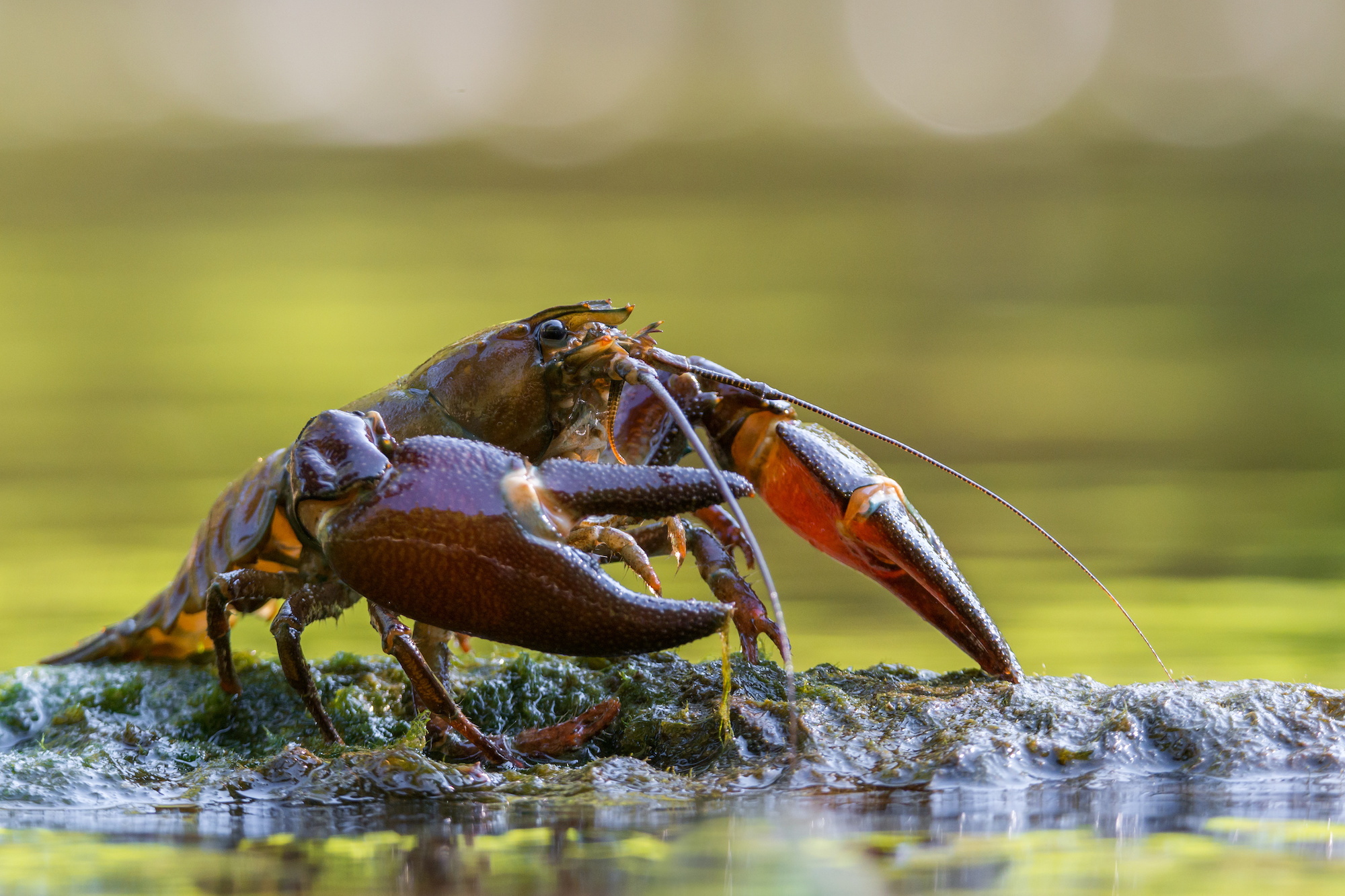 crayfish best live baits