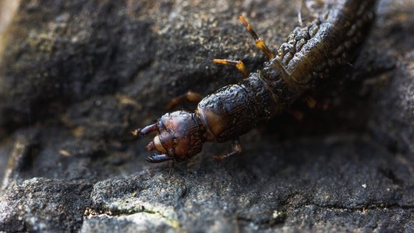 hellgrammite best live baits