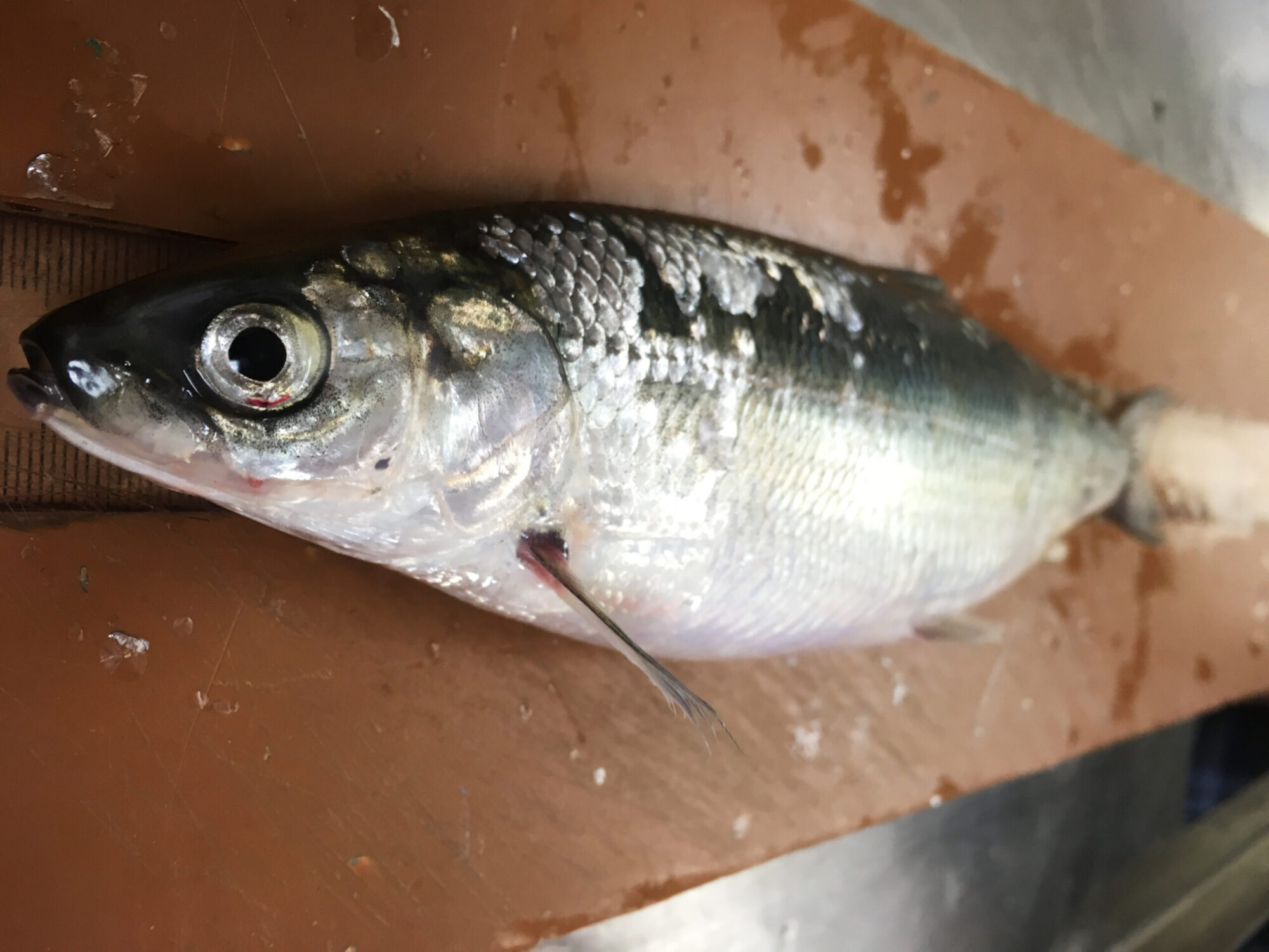 RecordHigh Baitfish in Lake Superior Is Good News Outdoor Life