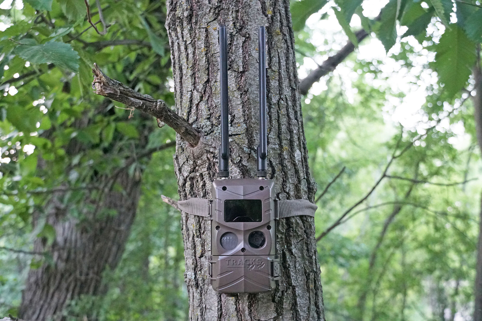Best Wildlife Camera Trap Overview & Set Up Guide 2023