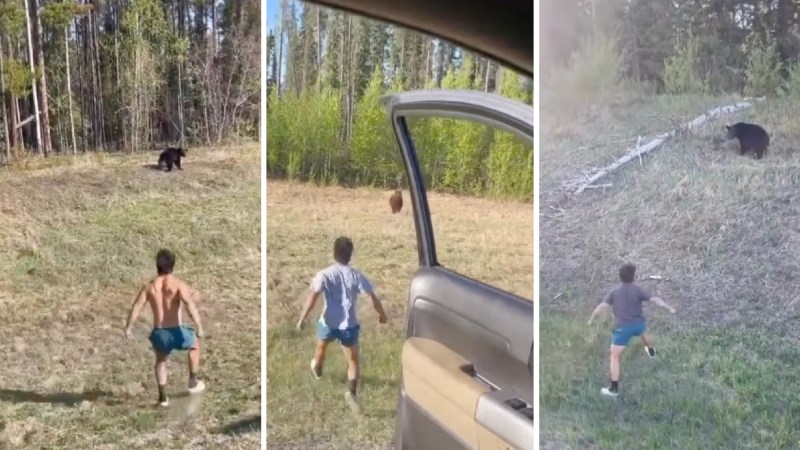 Viral Bear Harassment Videos Weren’t Filmed Anywhere Near Yellowstone