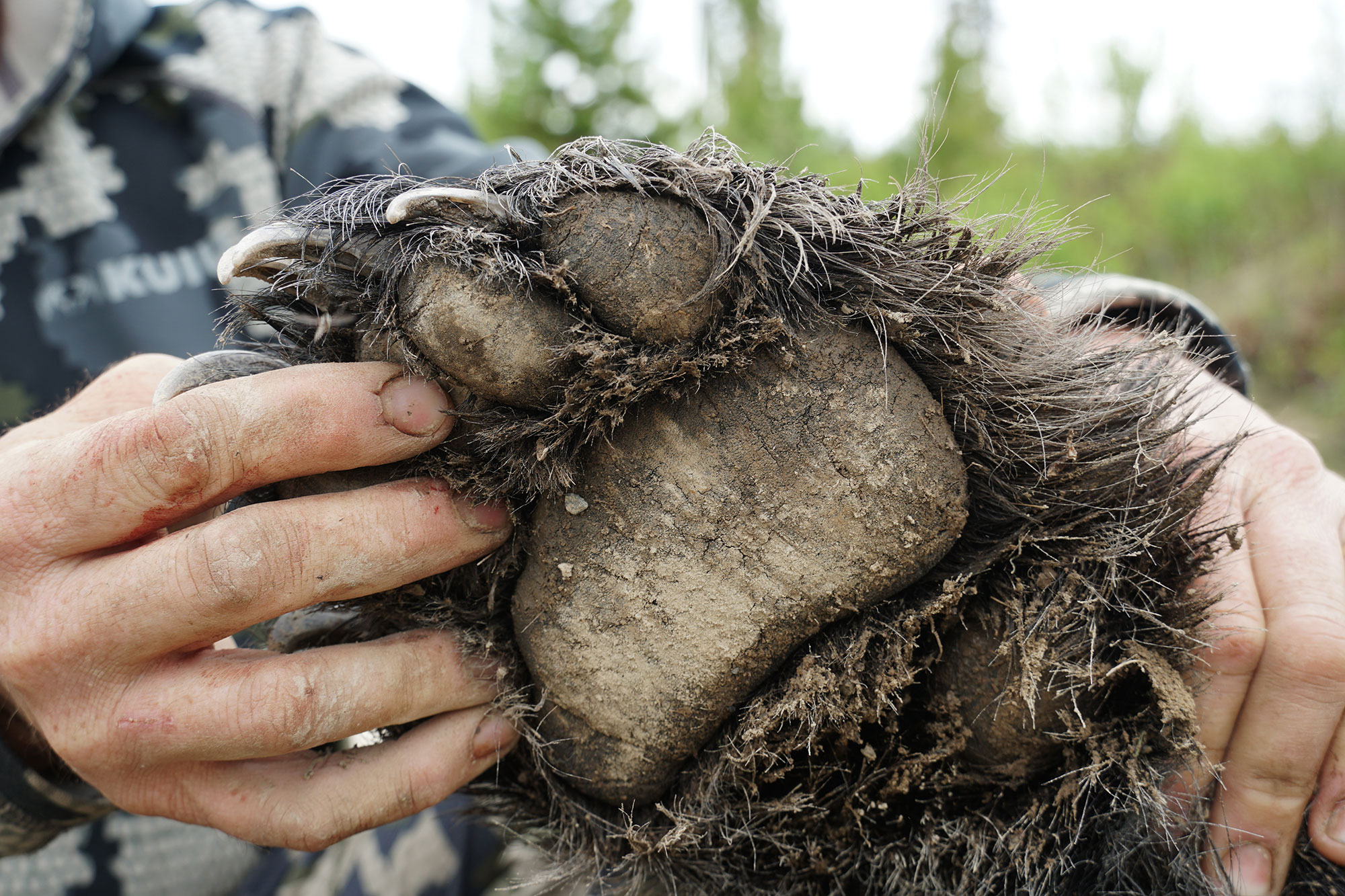 bear paw