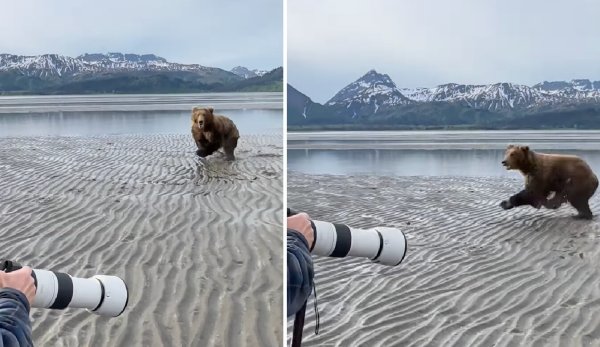 Watch: Brown Bear Charges Tourists in Alaska