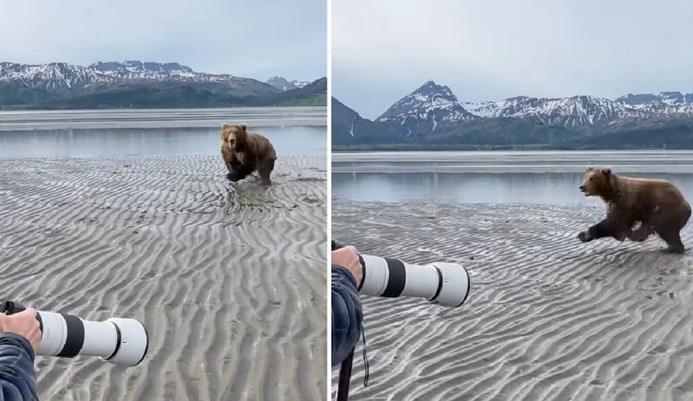 Alaska brown bear charges tour group
