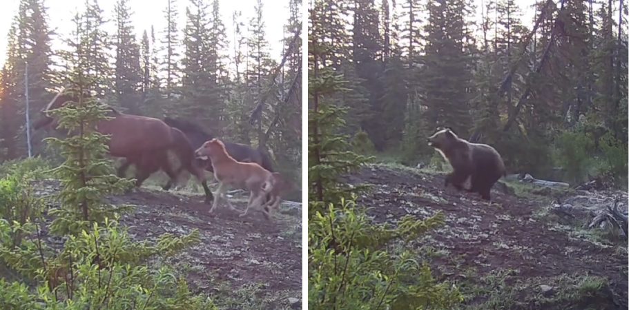 grizzly bear chases feral horses