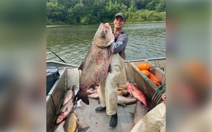 Giant Carp Caught by Commercial Fisherman Would Have Smashed the World Record