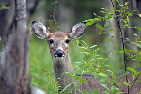Pennsylvania Hunters Frustrated as New Online Licensing System Tanks