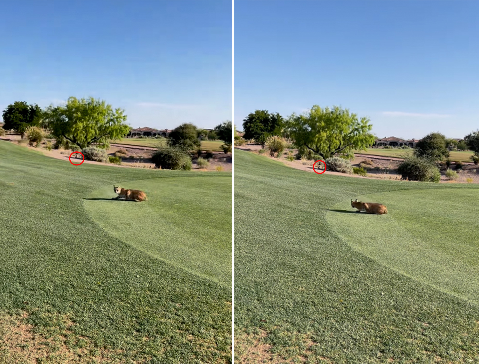 video bobcat hunts rabbit golf course