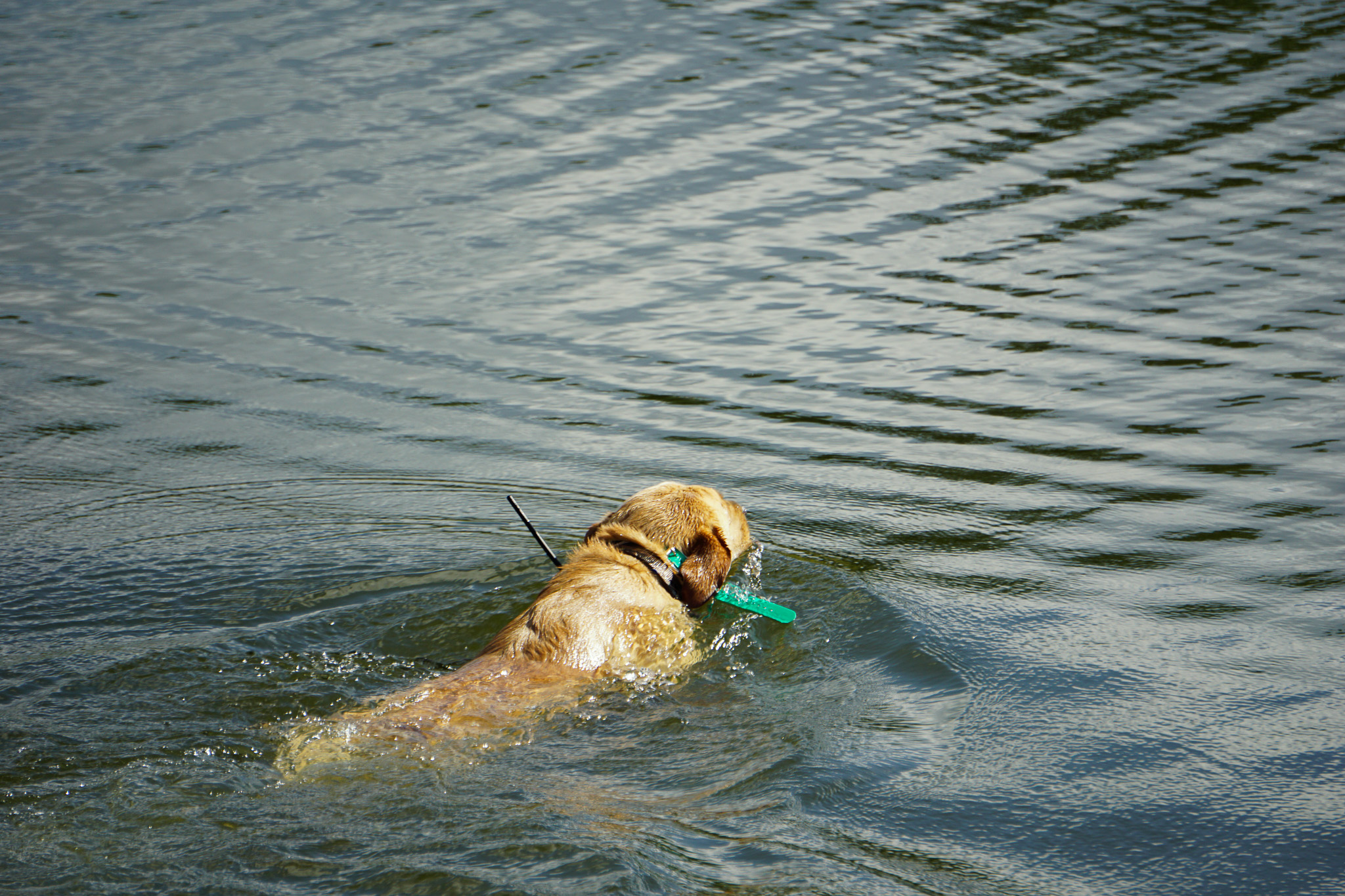 Testing gps dog collars in the water.