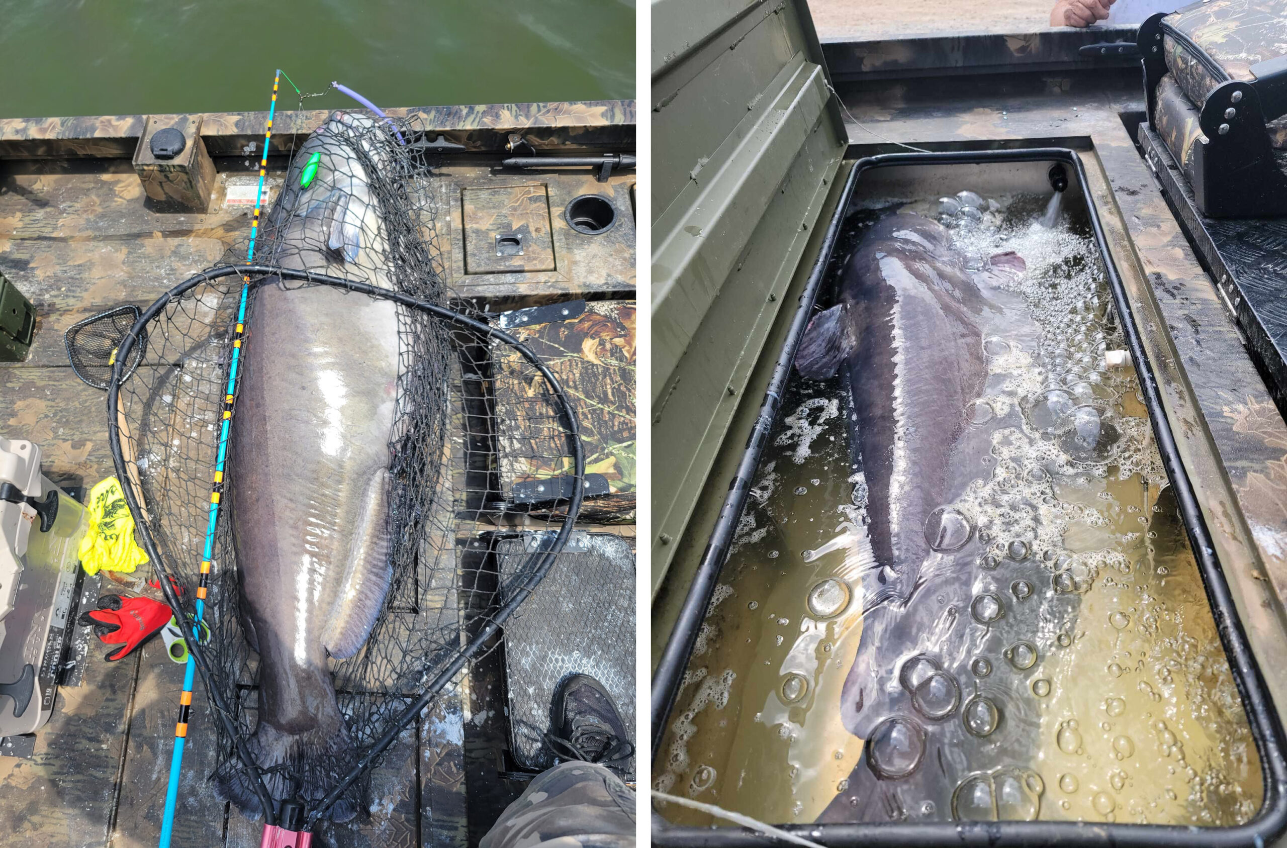 Man Breaks His Own Blue Catfish State Record