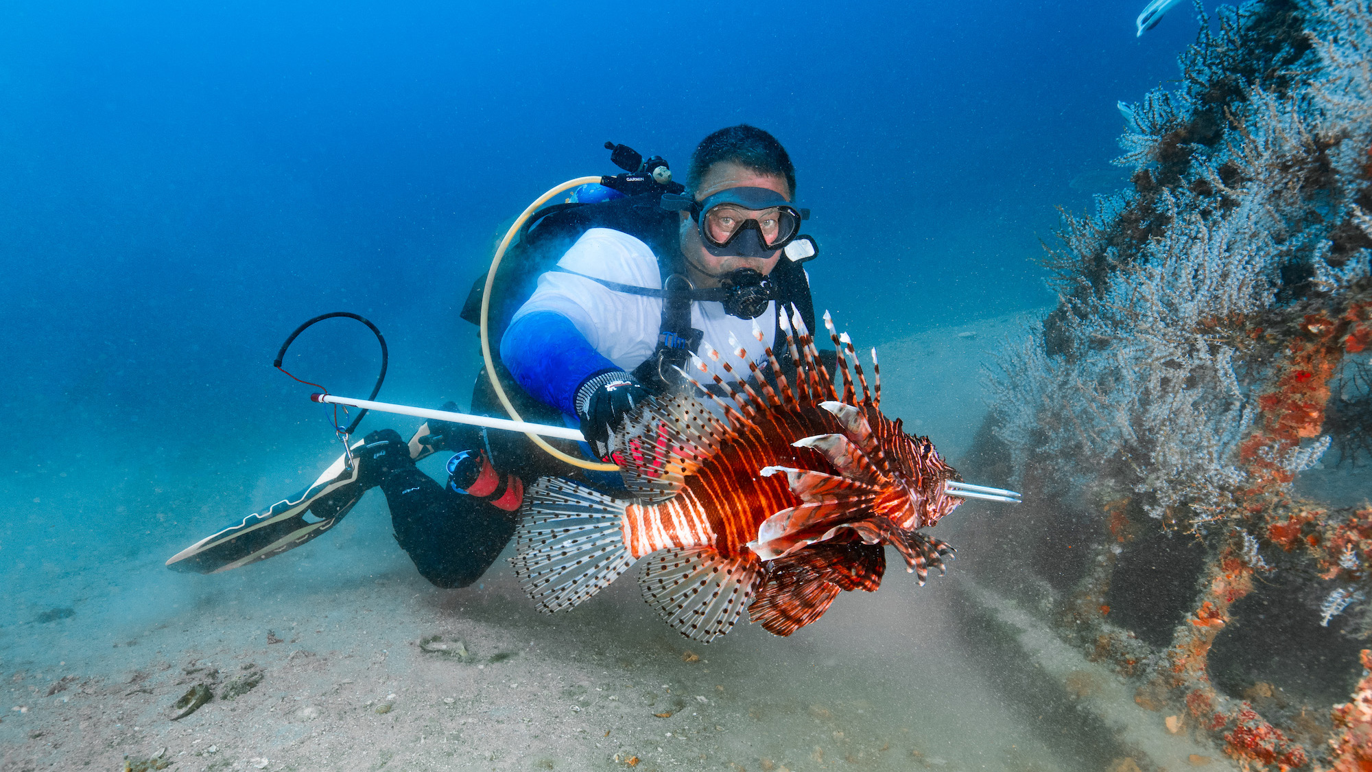 A diver spears an invasive lionfish beside an artificial reef in Florida.