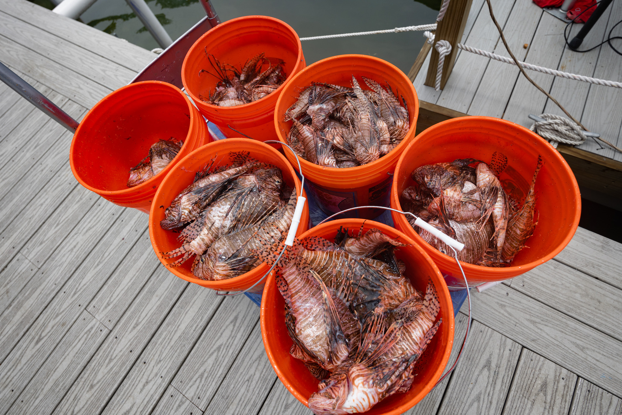 Six orange buckets of lionfish.