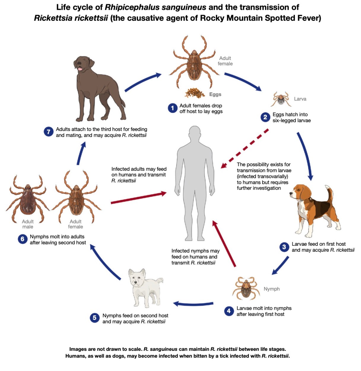 Types of Ticks | Outdoor Life