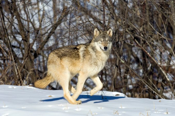 Minnesota Congressman Posts Viral Video of Wolf Killing Deer at Logging ...