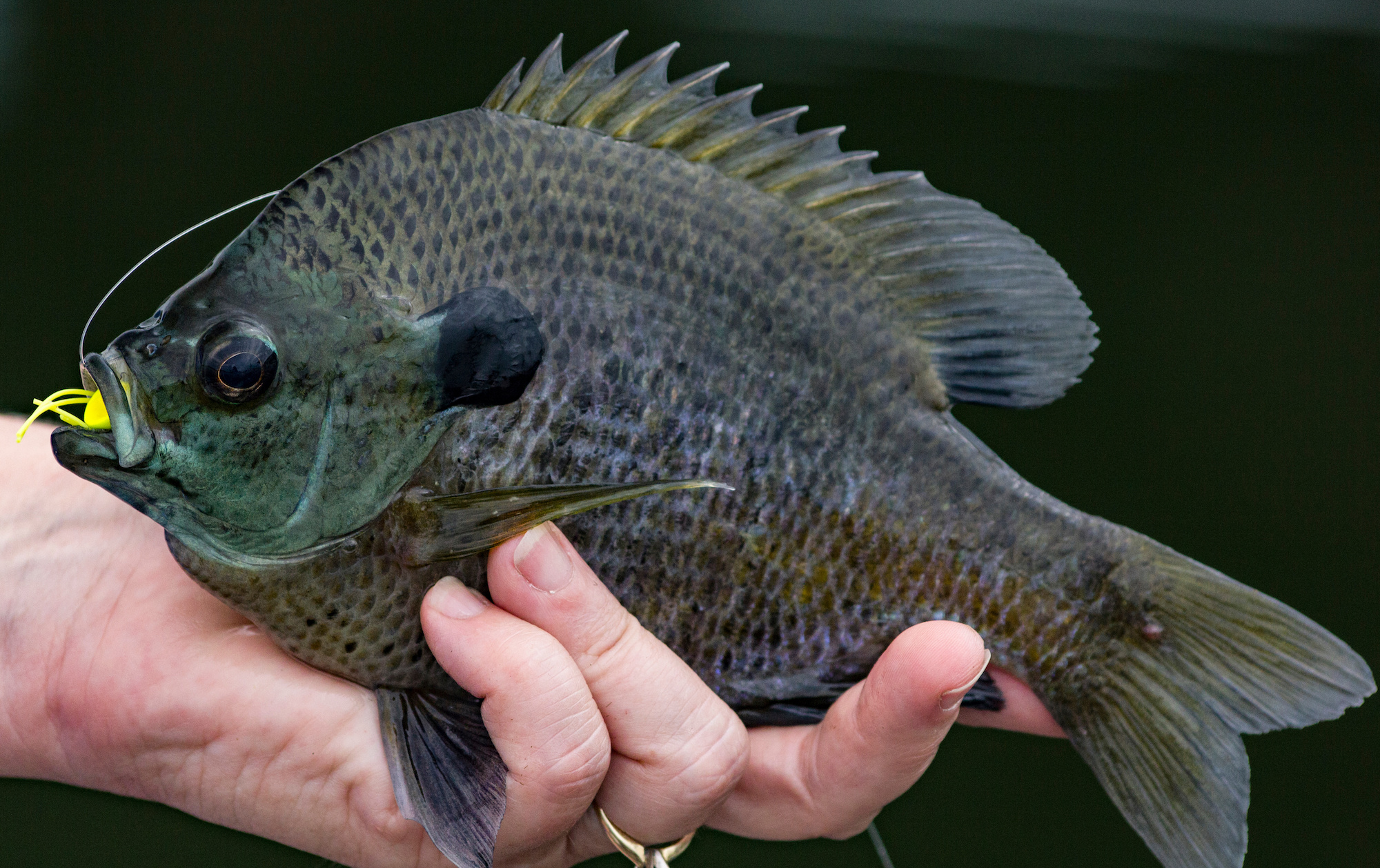 Sunfish vs Bluegill Identification Guide Outdoor Life
