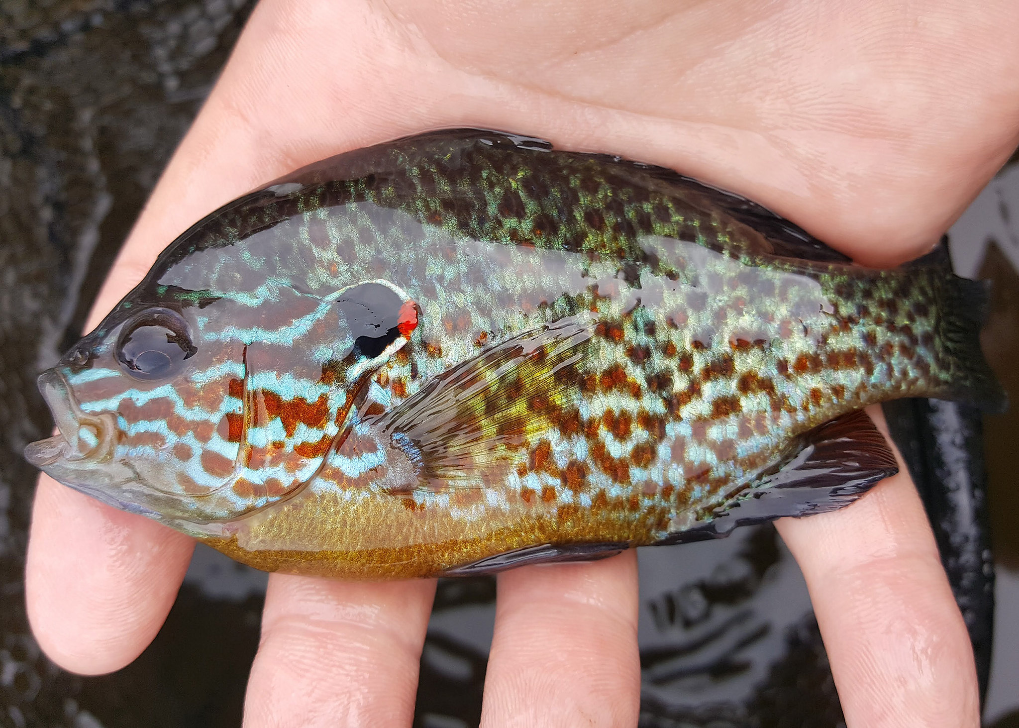 Sunfish vs Bluegill Identification Guide Outdoor Life