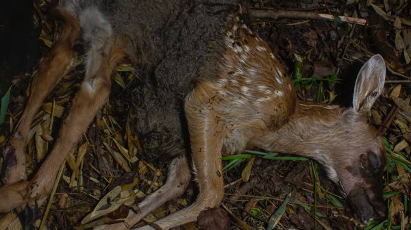 Watch: Timelapse of Maggot Swarm Decomposing a Fawn in 20 Seconds