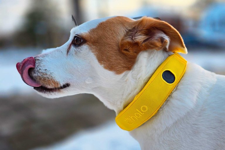 halo gps collar