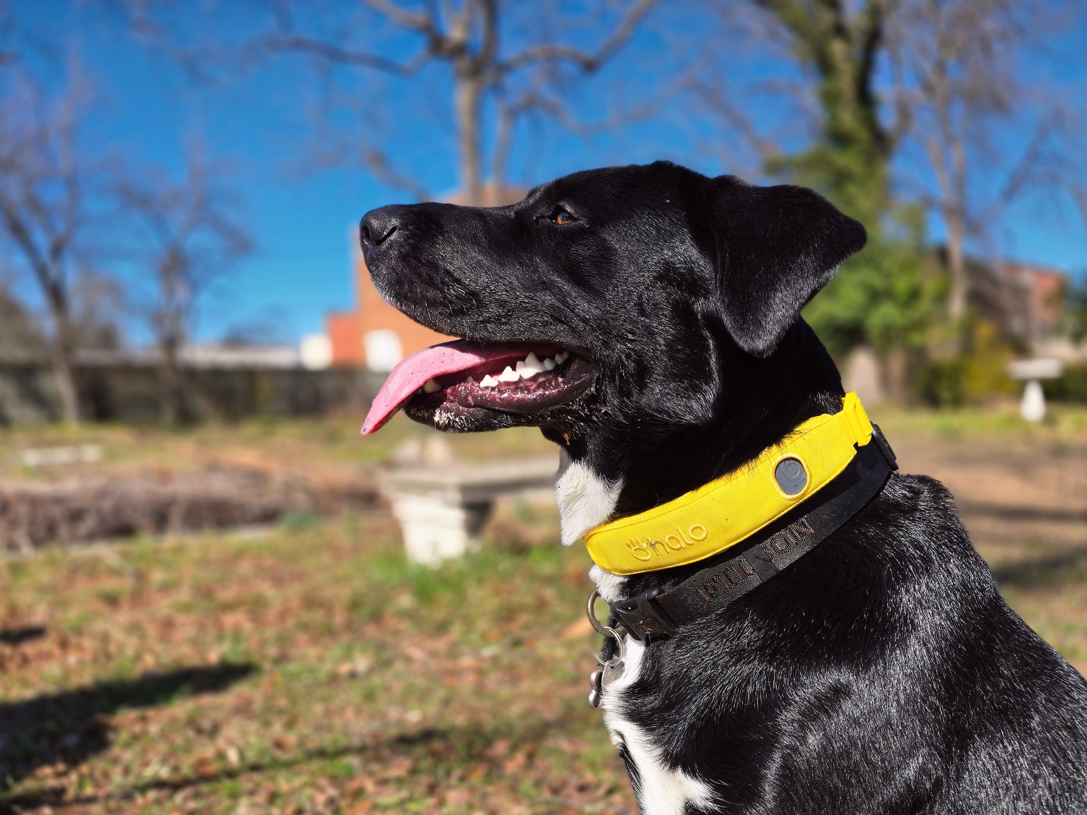 Best Invisible Dog Fences of 2025 | Outdoor Life