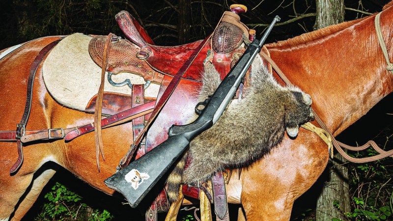 dead raccoon and rifle hang from mule's saddle