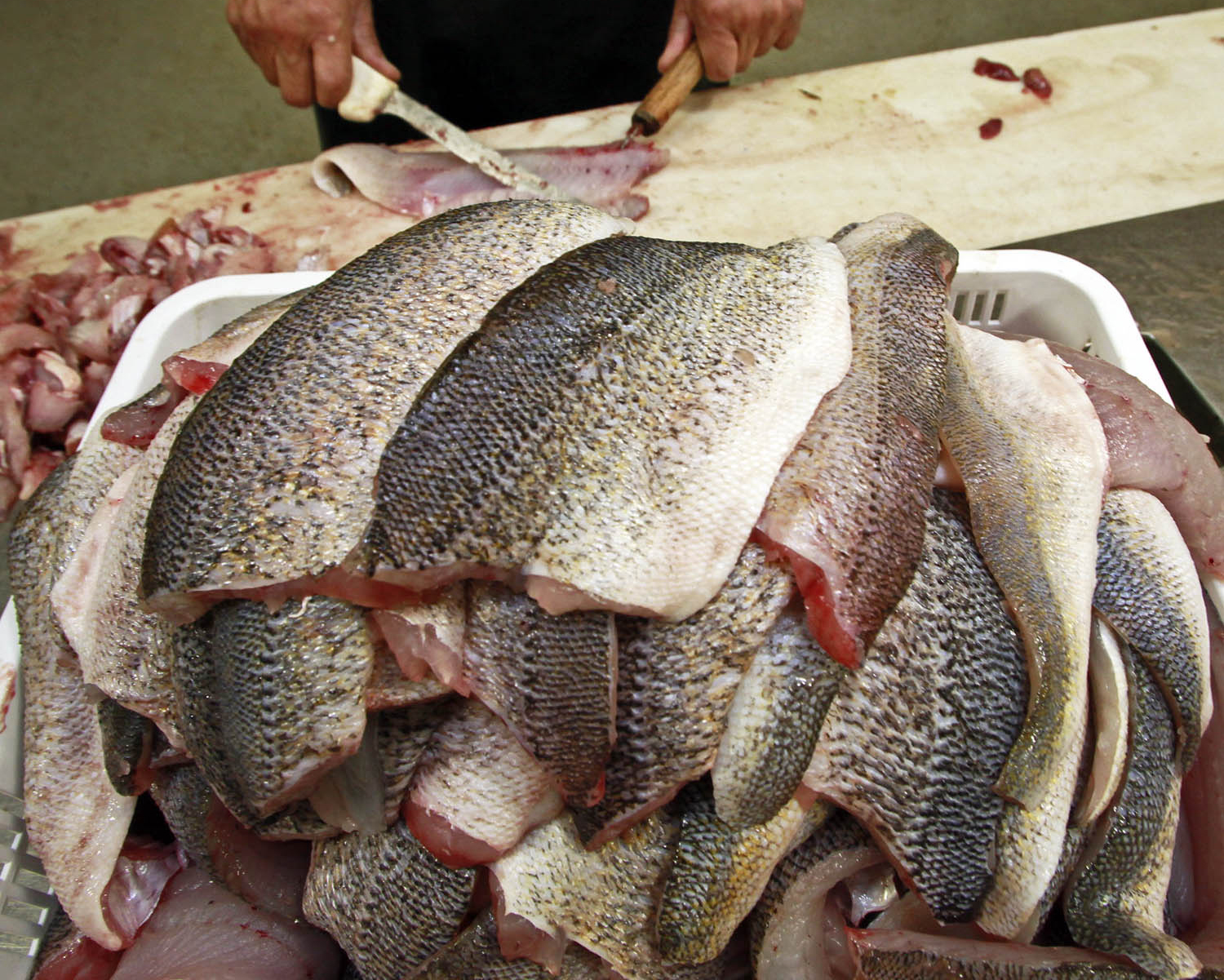A commercial walleye processor fillets fish.