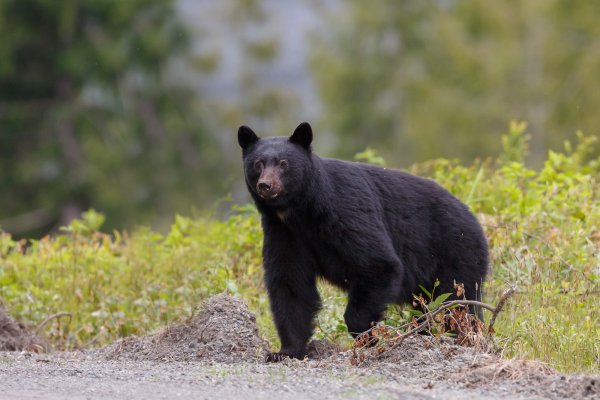 Canadian Hiker Brings Shotgun to National Park, Shoots Black Bear Because He Was “Scared”