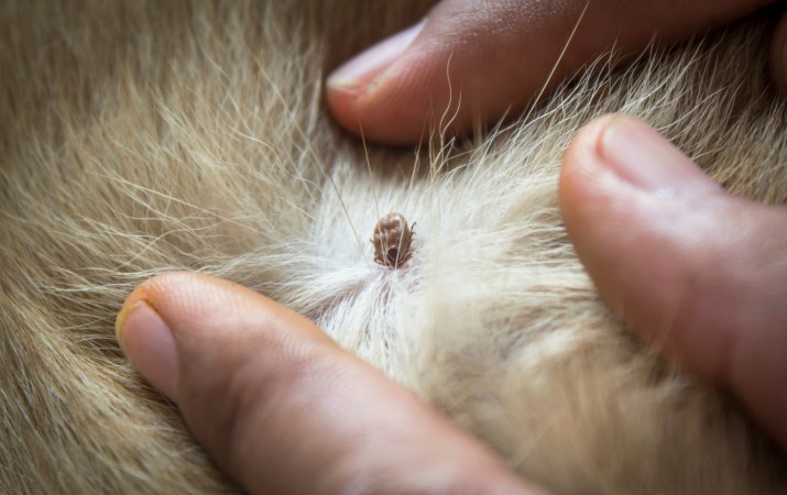 How to Remove a Tick From a Dog