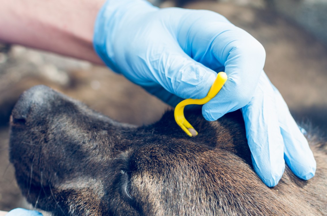 View of How to Remove a Tick From a Dog | Outdoor Life