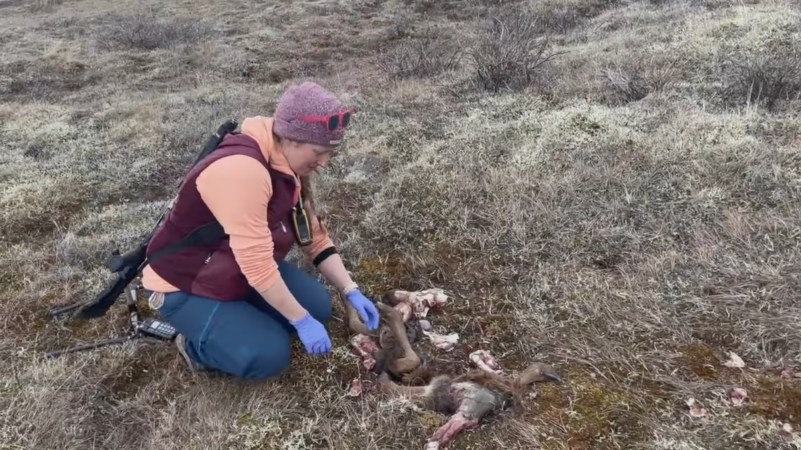 Alaska moose calf carcass investigation
