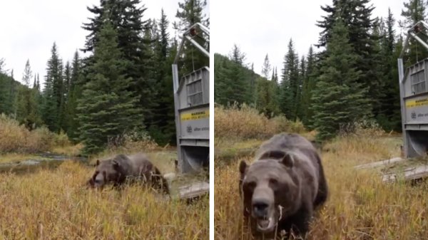 Watch: Relocated Grizzly Bear Released from Trap Steals Camera