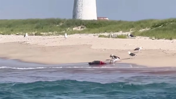 Watch: Shark Attacks Seal Near Nantucket, Prompting Beach Closures