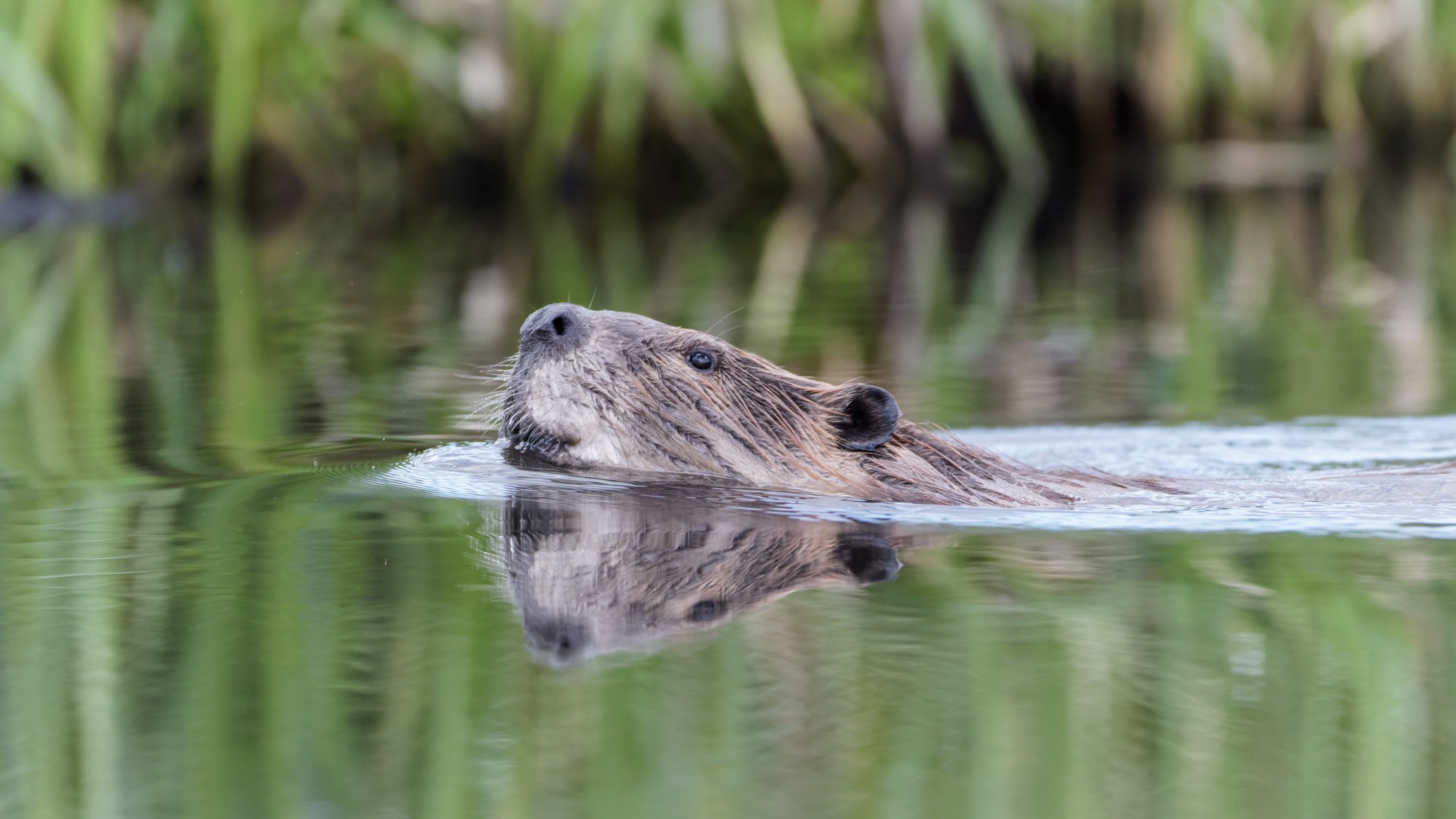 Beaver Attacks Swimming Girl, Her Dad Beats It to Death | Outdoor Life