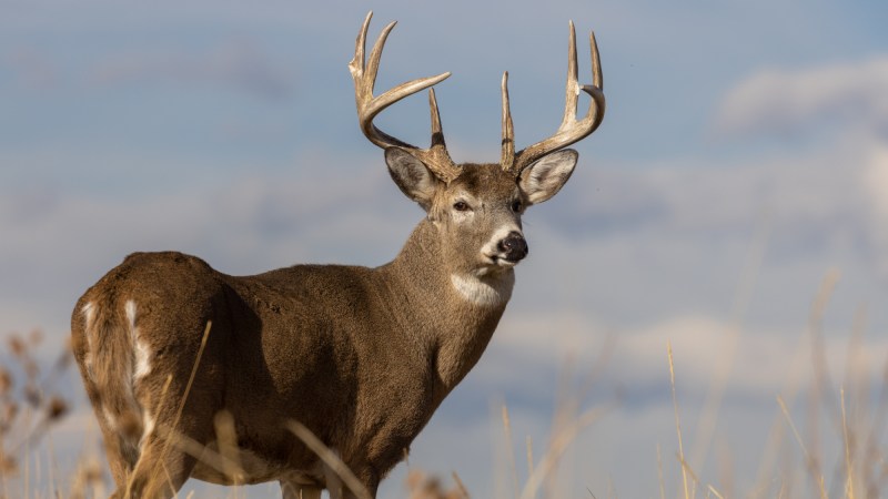 did whitetail deer give humans covid-19
