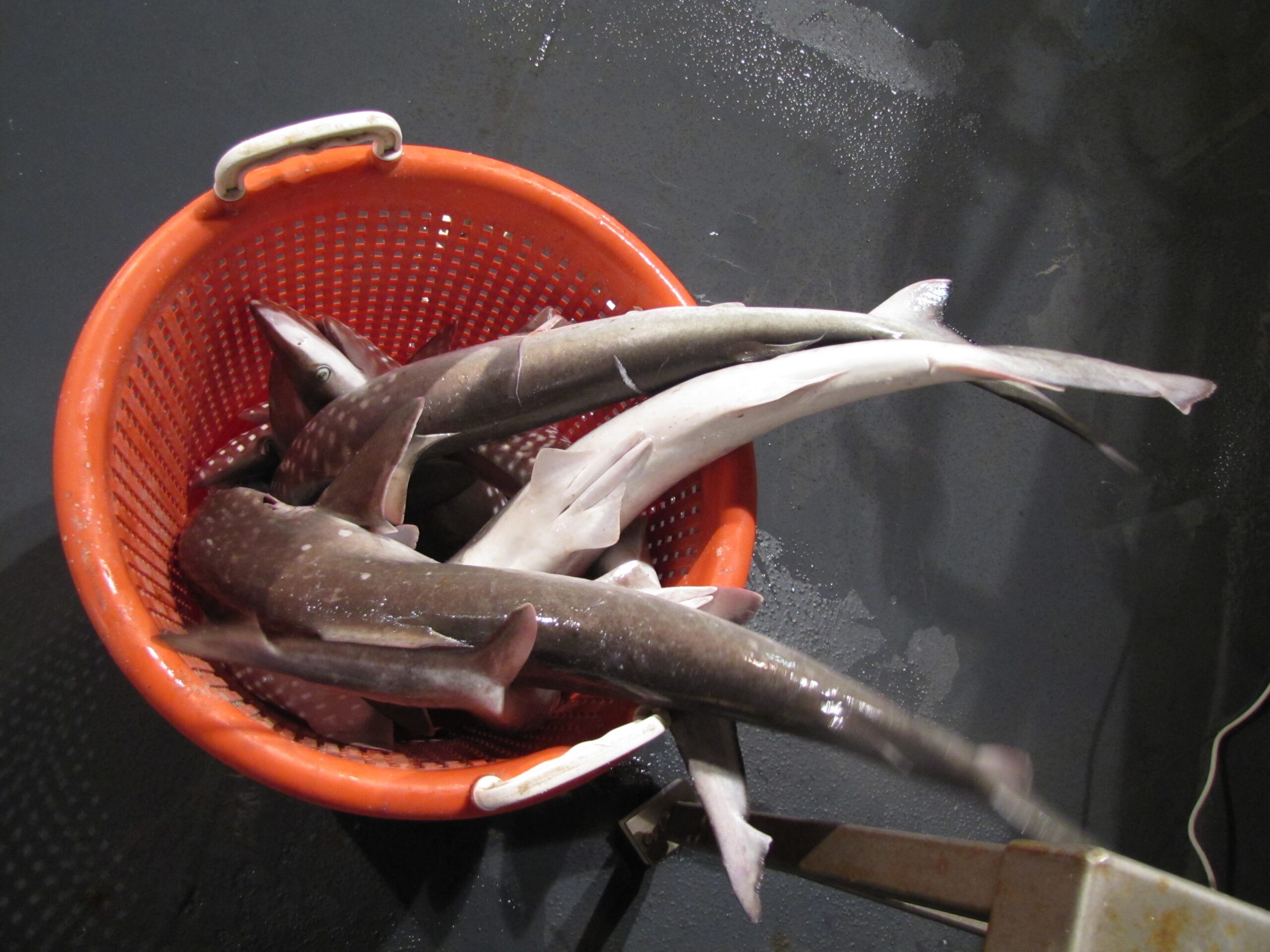 Spiny dogfish can easily jab anglers.
