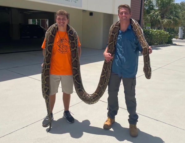 Watch: Snake Hunters Catch the Longest Python Ever Recorded in Florida