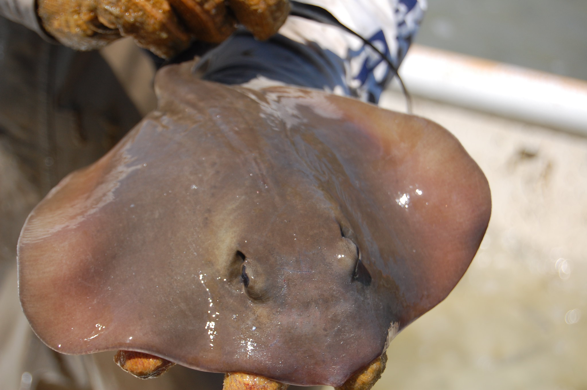 An Atlantic stingray can stab anglers if not handled properly.