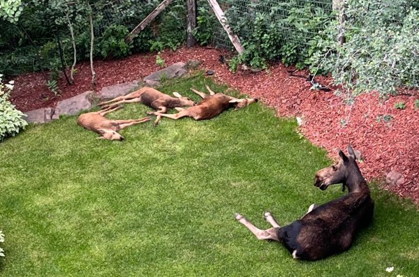 A Cow Moose Had Triplets. The Internet Thinks They’re Mule Deer Fawns