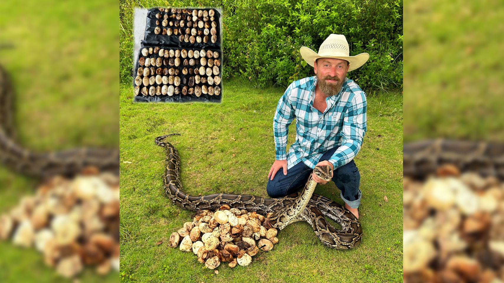 A contractor with a record number of python eggs.