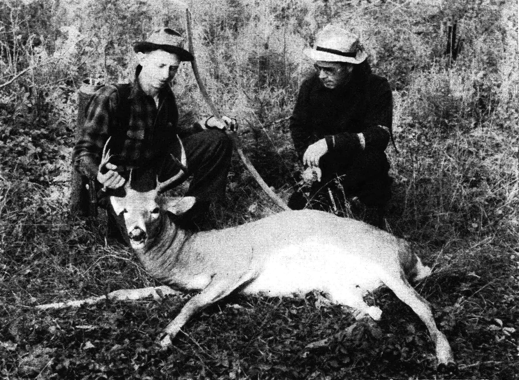 two hunters, one holding a longbow, crouch behind a whitetail deer; vintage B&W photo