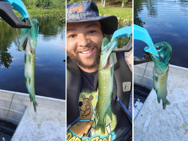 Fisherman Pulls Rare Blue-Mouth Pickerel from a Farm Pond