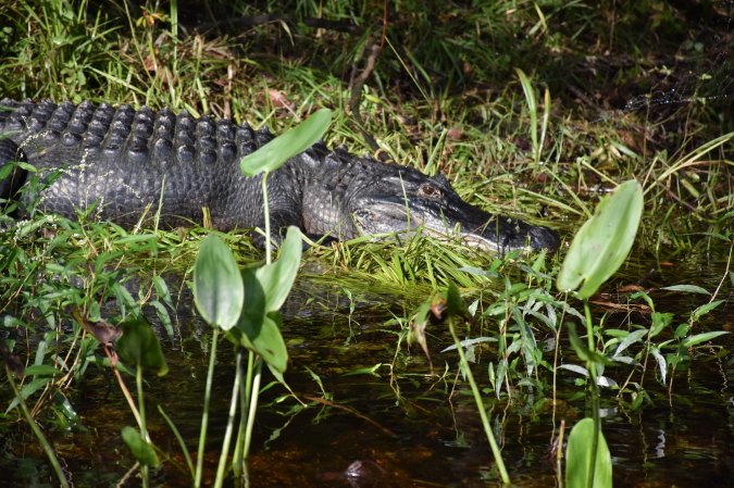 Elderly Florida Man Needs 50 Staples After Alligator Attack